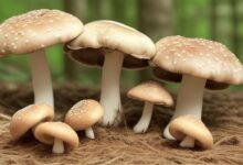 Mushroom allergic reaction: symptoms, causes, and what to do