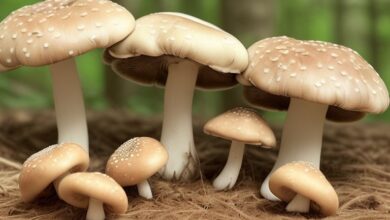 Mushroom allergic reaction: symptoms, causes, and what to do