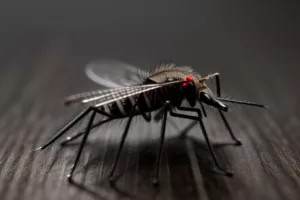 Malaria prevention: a public health perspective